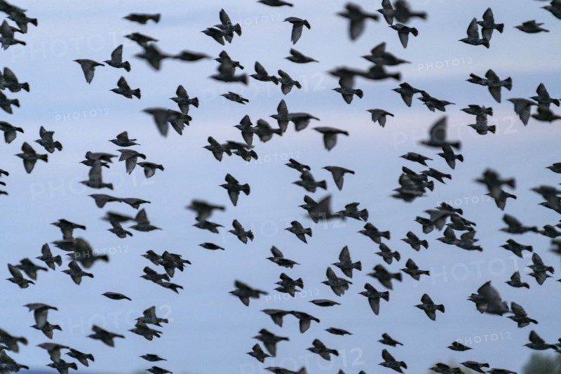 Flock of birds in flight