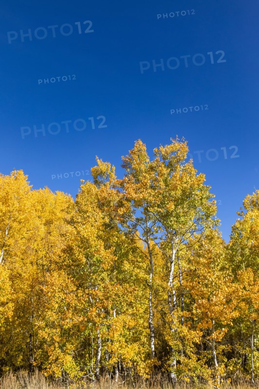 Yellow aspen trees and blue sky