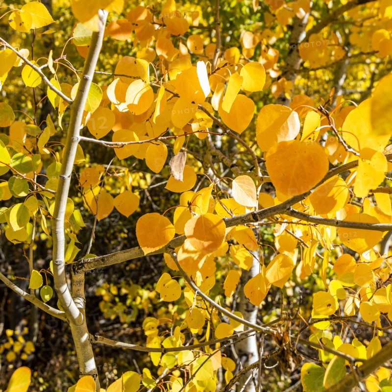 Close-up of yellow aspen leaves