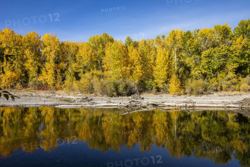 Yellow autumn trees in forest reflecting in river