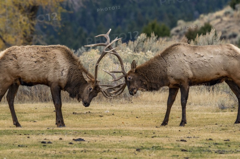 Elk (Cervus elaphus) bulls in sparring duel for dominance in Yellowstone National Park