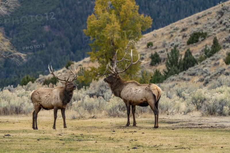 Elk (Cervus elaphus) bulls in sparring duel for dominance in Yellowstone National Park