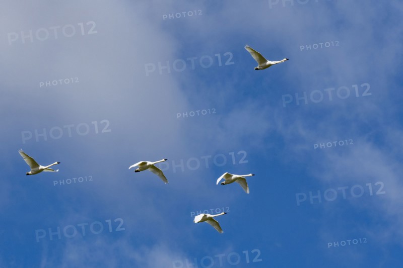 Flock of Trumpeter Swans