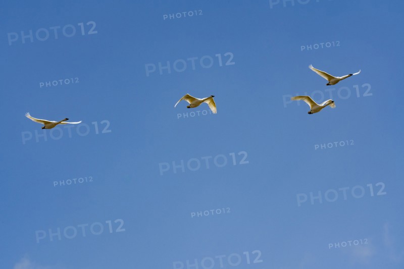 Flock of Trumpeter Swans