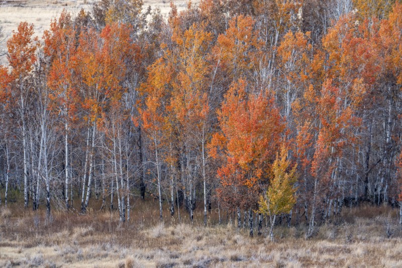 Colorful trees in forest in autumn