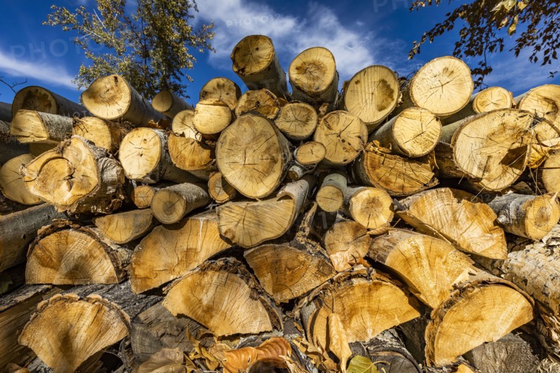Stack of firewood