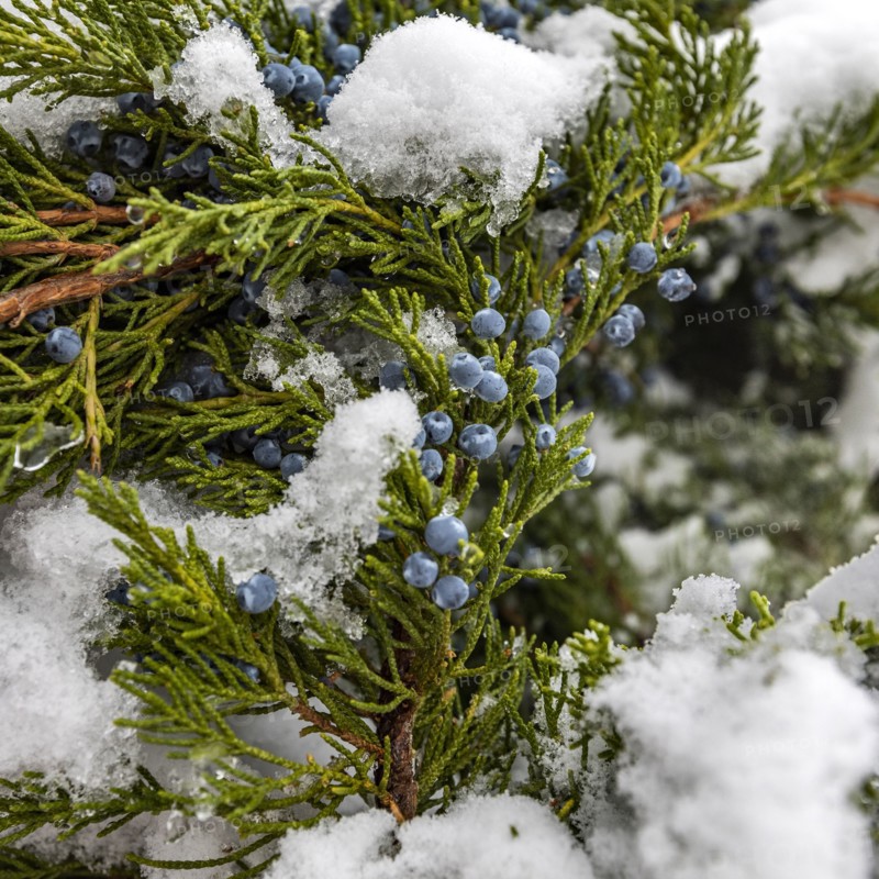 Close up of juniper tree covered with snow