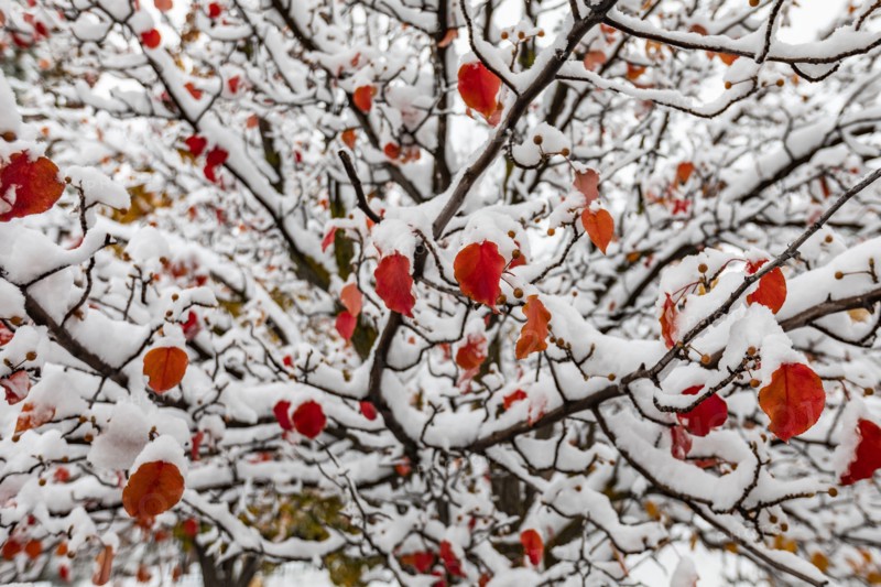 Red autumn leaves on tree covered with snow