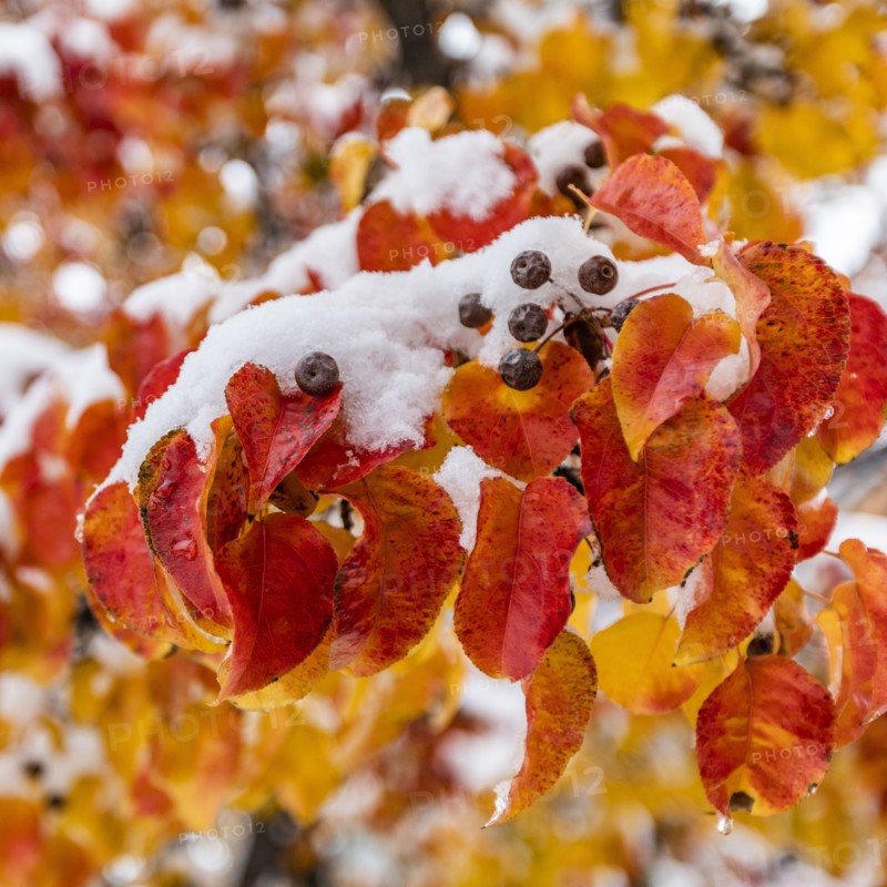 Close up of autumn leaves on branch covered with snow