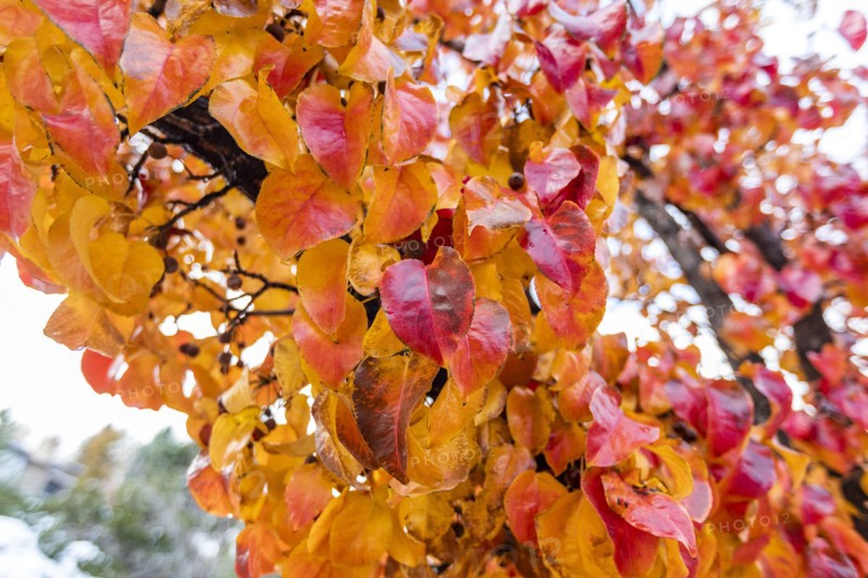 Close up of colorful autumn leaves on branch