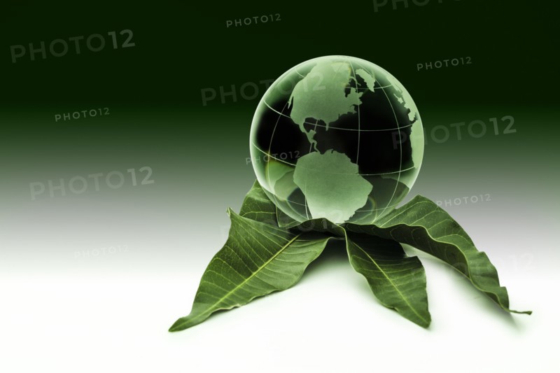 Green globe on leaves