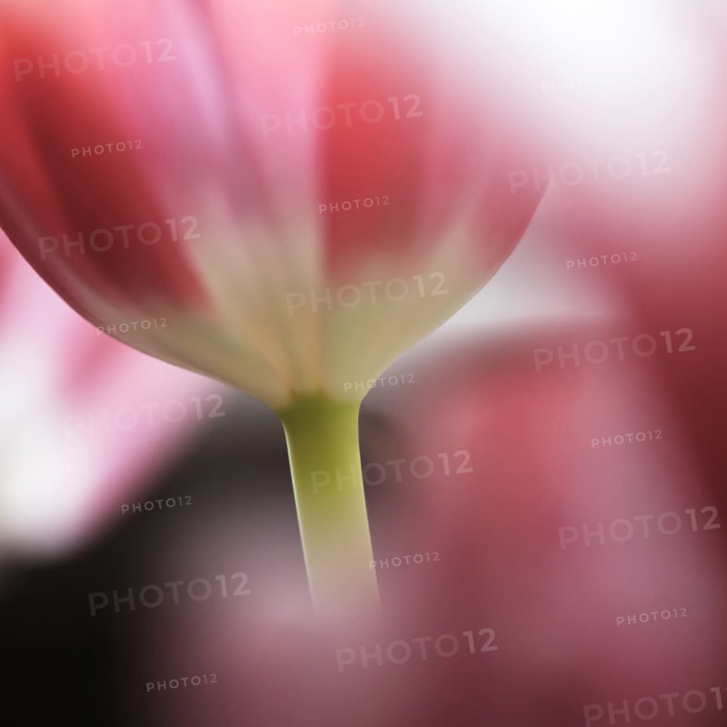 Close-up of defocused pink tulips