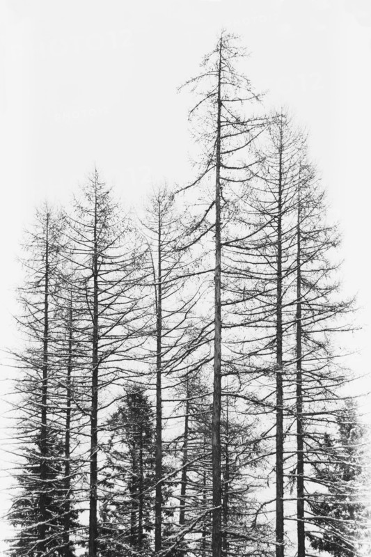 Tamaracks in winter
