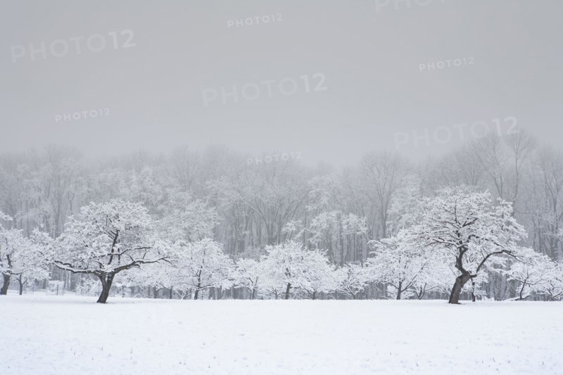 Apple orchard in winter snow