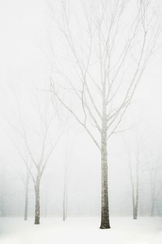 Trees in winter fog