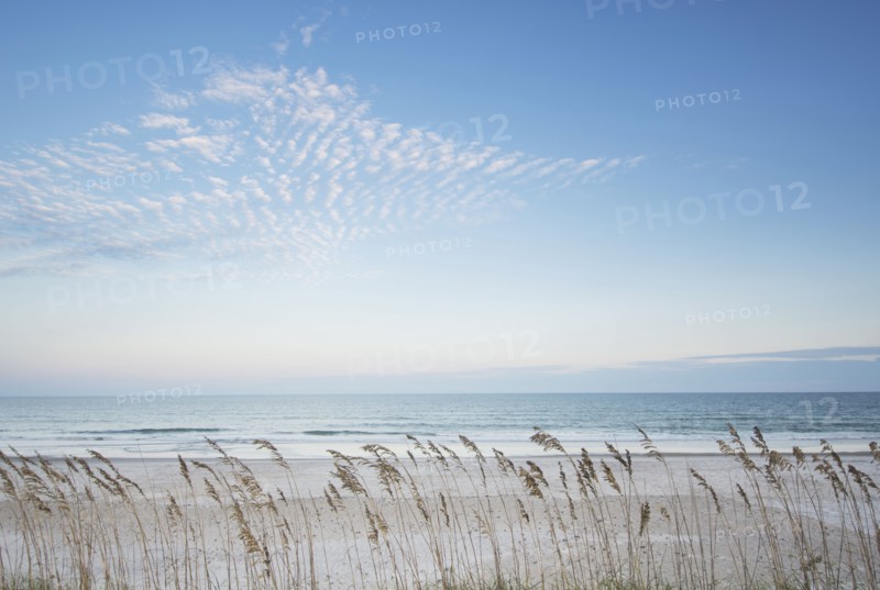 Tall grass on beach