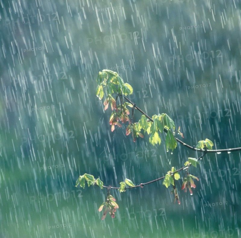 Leafy branch in rain