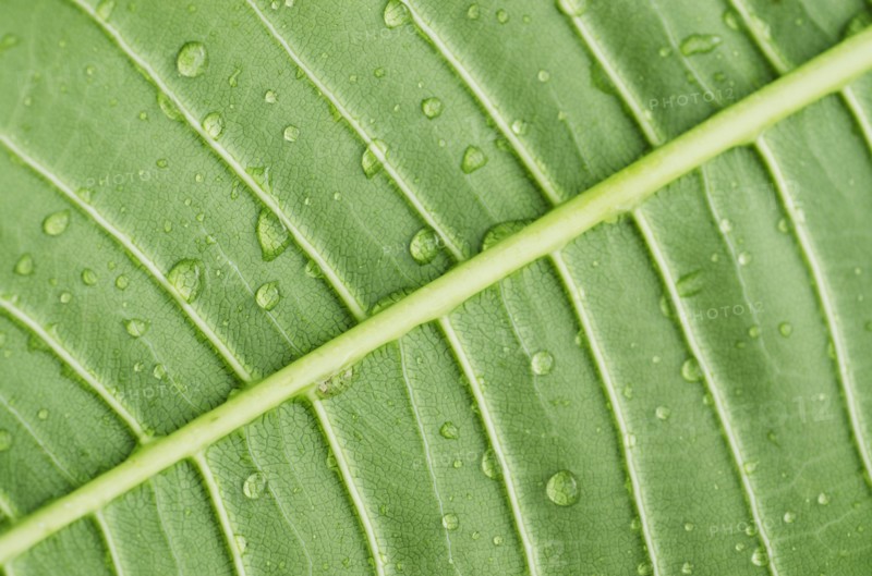 Close-up of plumeria leaf