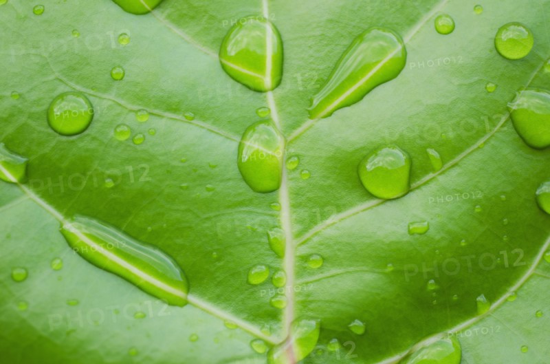 Close-up of water droplets on sea grape leaf