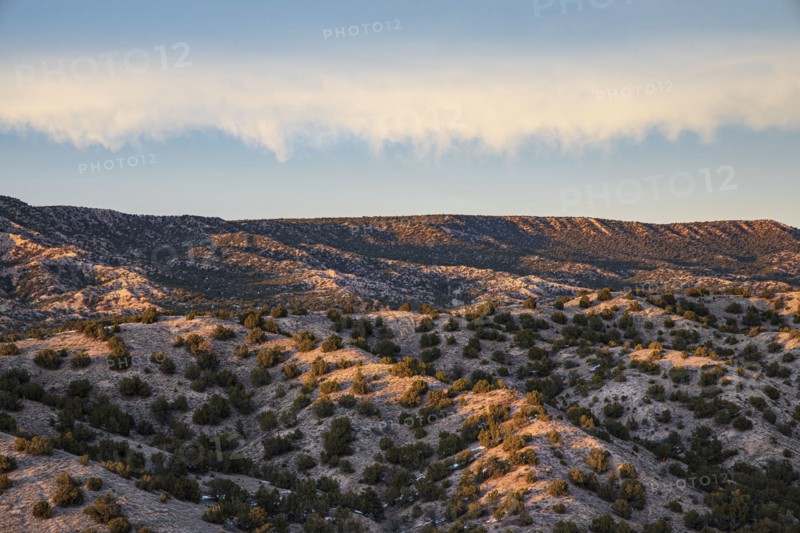 Small bushes in desert