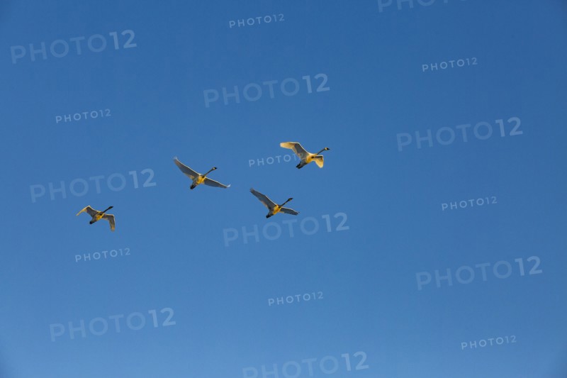 Trumpeter swans (Cygnus buccinator) flying against blue sky