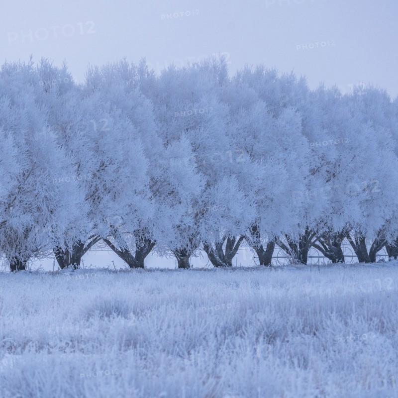 Winter landscape with row of frosted trees
