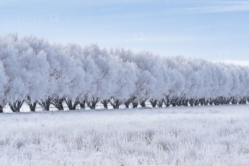 Winter landscape with row of frosted trees