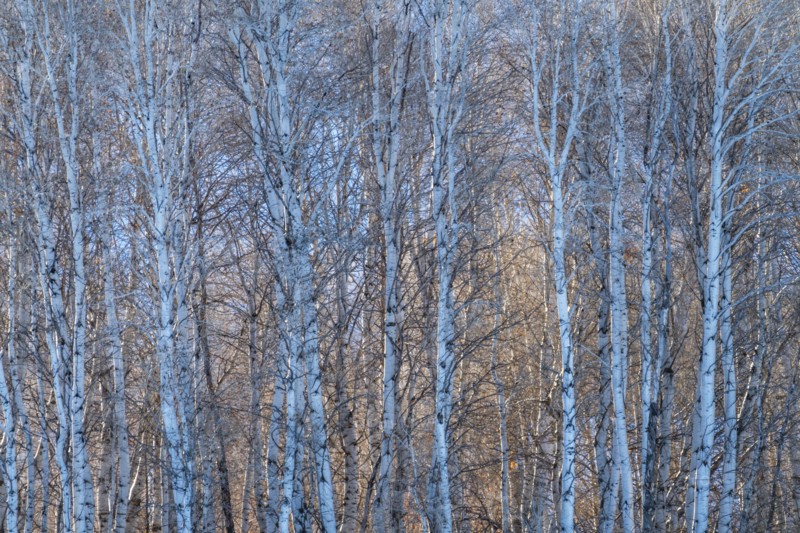 Birch trees forest