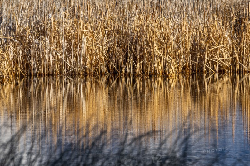 Reeds along creek at Silver Creek Preserve