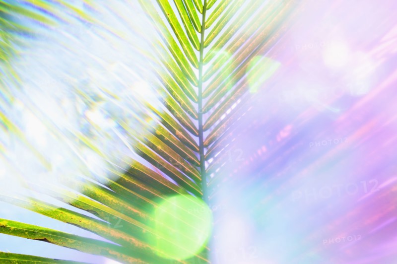 Sunlight shining through tropical leaves