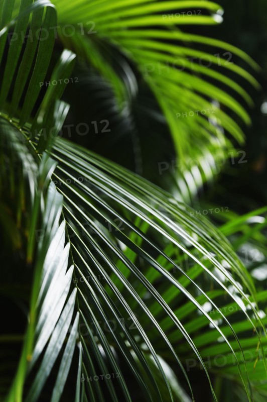 Close-up of palm leaves