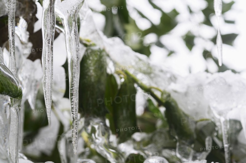 Close-up of icicles on plant