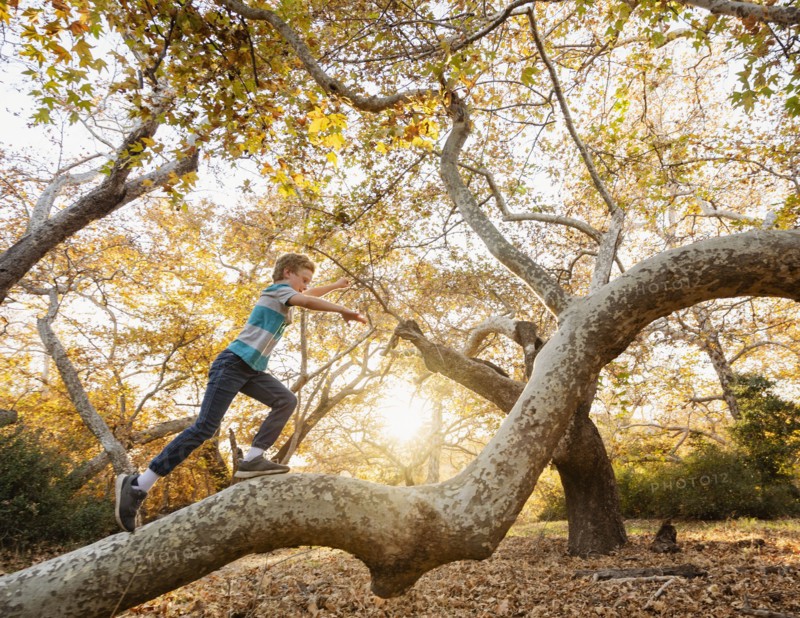 Boy climbing tree in forest at sunset