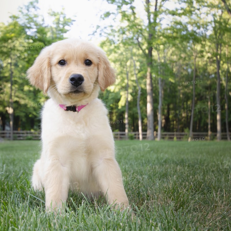 Golden Retriever puppy sitting on grass