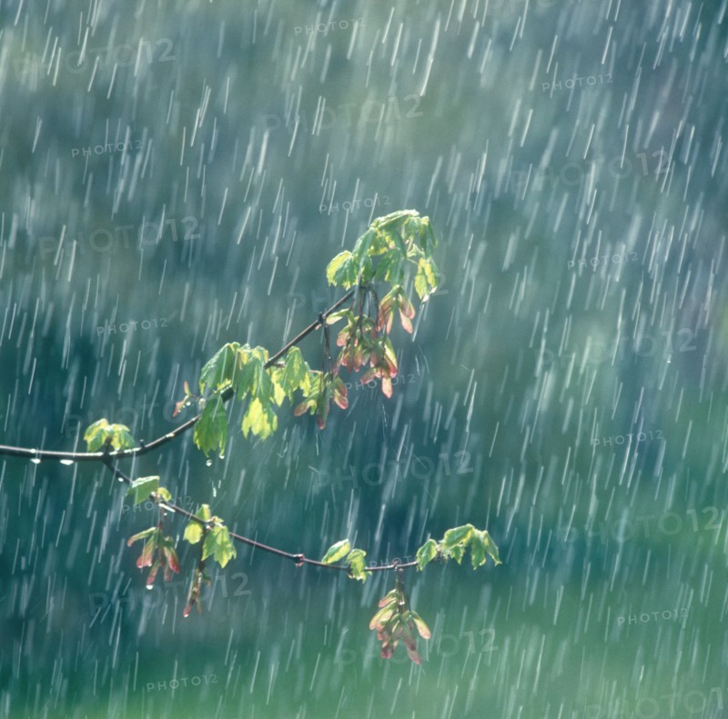 Spring rain falling on new growth of Red Maple Tree