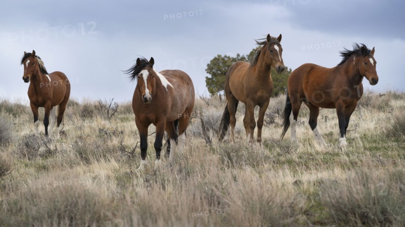 Wild horses in grassy field