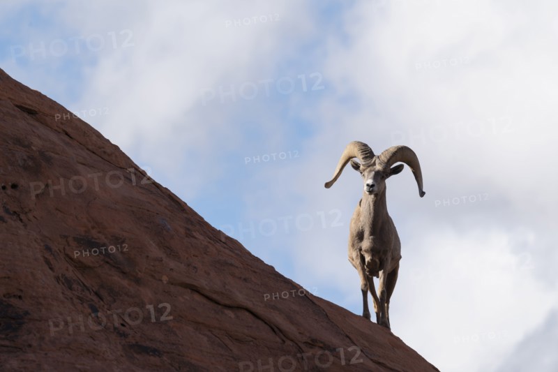 Bighorn sheep (Ovis canadensis) on rock