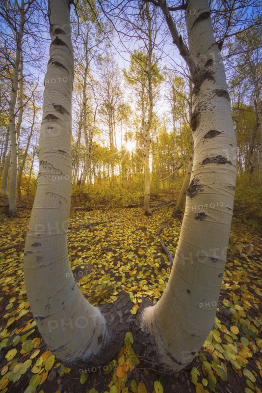 Aspen trees trunks