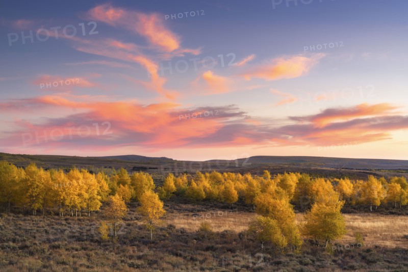 Aspen trees in landscape at sunset