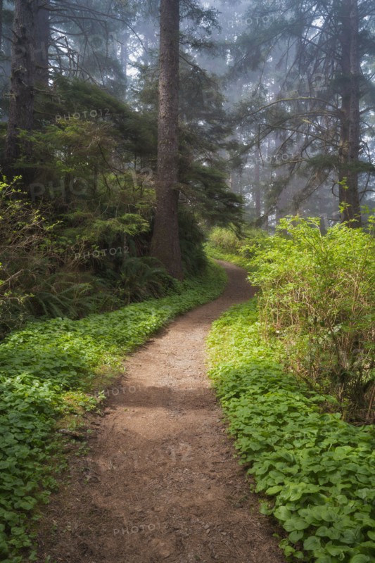 Sunlight on path in forest