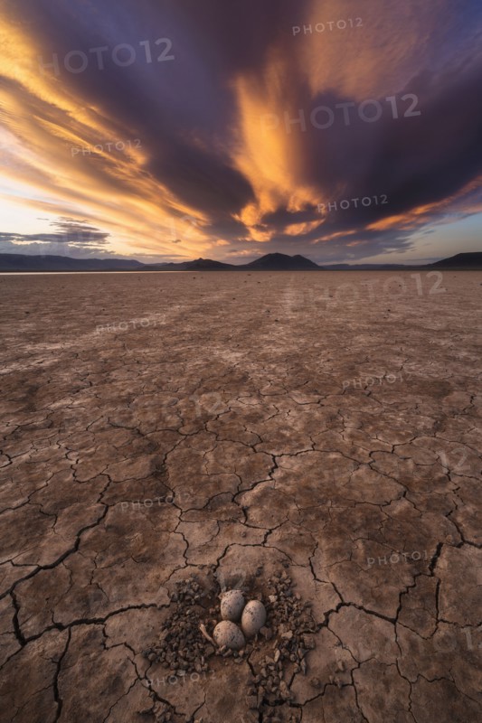 Sunset sky over desert with birds eggs in nest