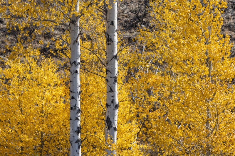Yellow birch trees in autumn in Rocky Mountains
