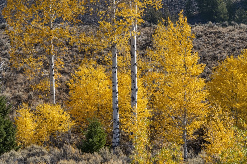 Yellow birch trees in autumn in Rocky Mountains