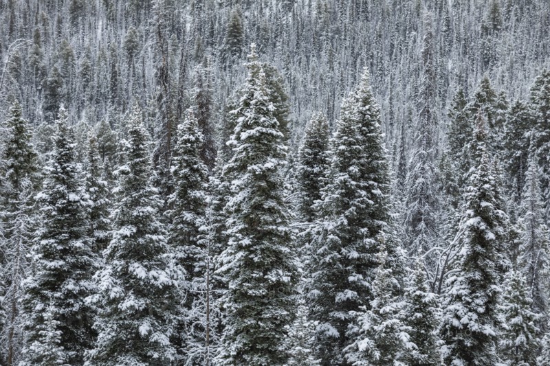 Pine tress in forest in winter