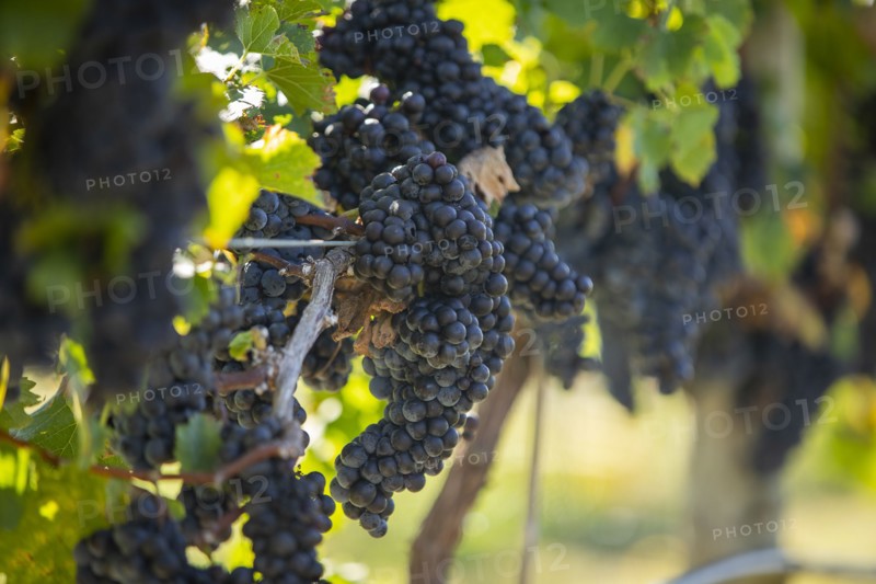 Red grapes on vine