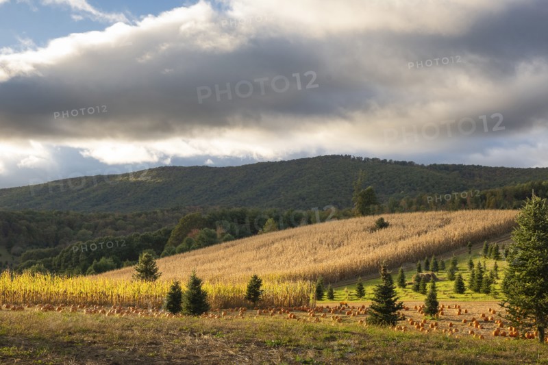 Hilly rural landscape