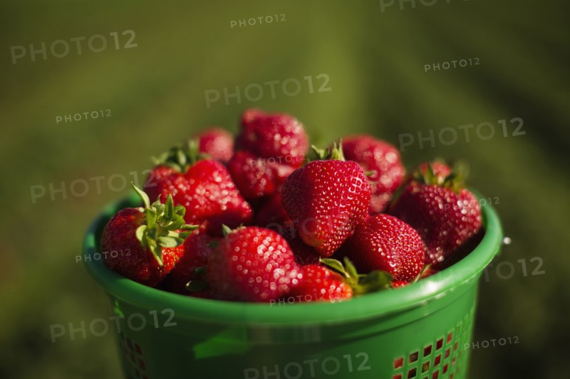 Full basket of ripe strawberries in strawberry field