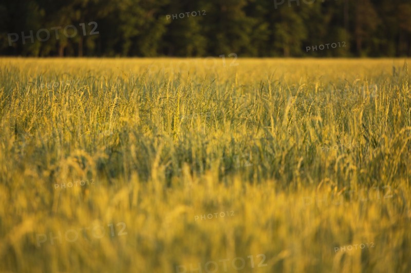Wheat field