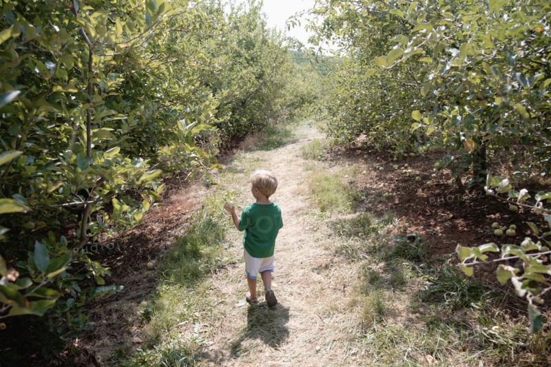 Rear view of boy searching between apple trees on fruit farm