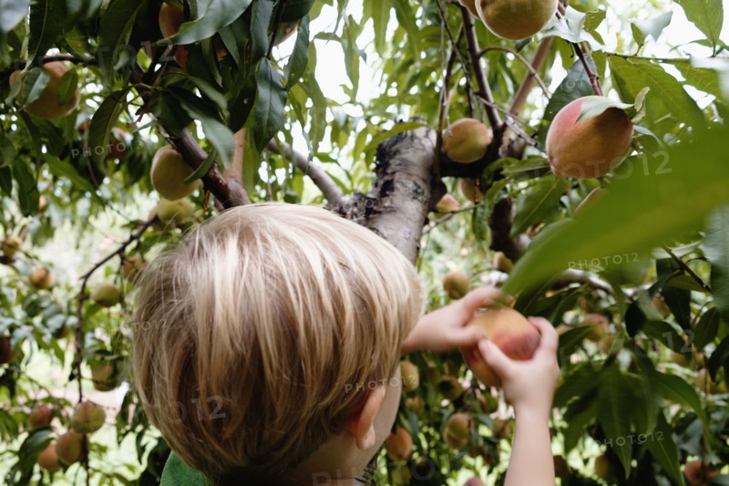 Rear view of boy picking peach from tree on fruit farm